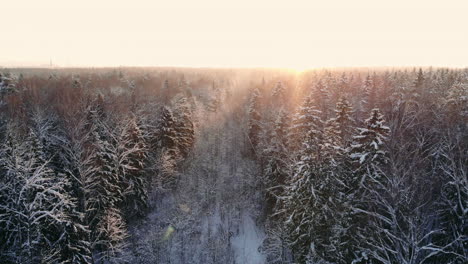 Aerial-photo-of-a-winter-forest.-flying-over-the-snowy-forests-of-the-sun-sets-orange-over-the-white-trees.-Frosty-morning.-Winter-landscape